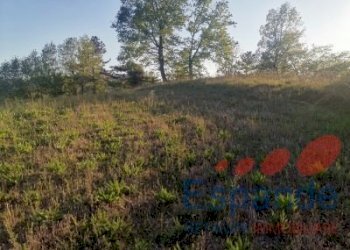 Terreno agricolo Loiano - foto 2