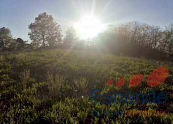 Terreno agricolo Loiano - foto 3