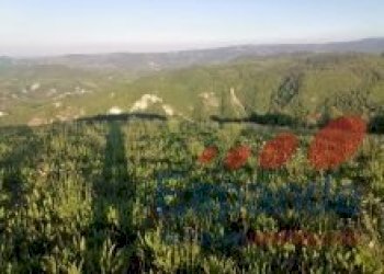 Terreno agricolo Loiano - foto 4