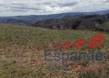 Terreno agricolo Loiano - foto 5