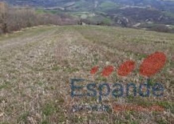 Terreno agricolo Loiano - foto 9