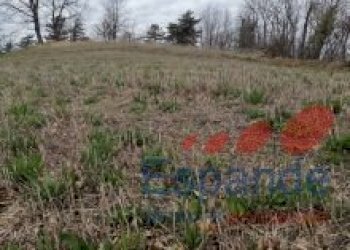 Terreno agricolo Loiano - foto 16