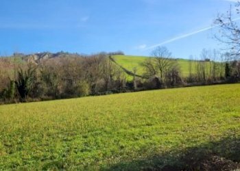 Terreno agricolo Bertinoro - foto 2