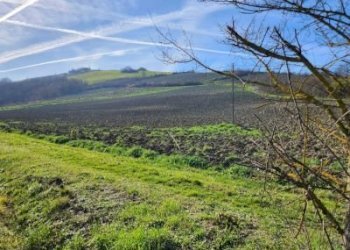 Terreno agricolo Bertinoro - foto 3