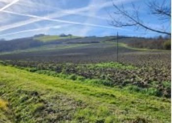 Terreno agricolo Bertinoro - foto 4