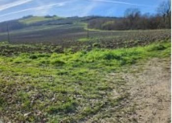 Terreno agricolo Bertinoro - foto 5