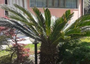 WhatsApp Image 2024-05-20 at 09.31.46(3).jpeg - Casa semi indipendente Viale Galileo Galilei 1261, Carrara - foto 7