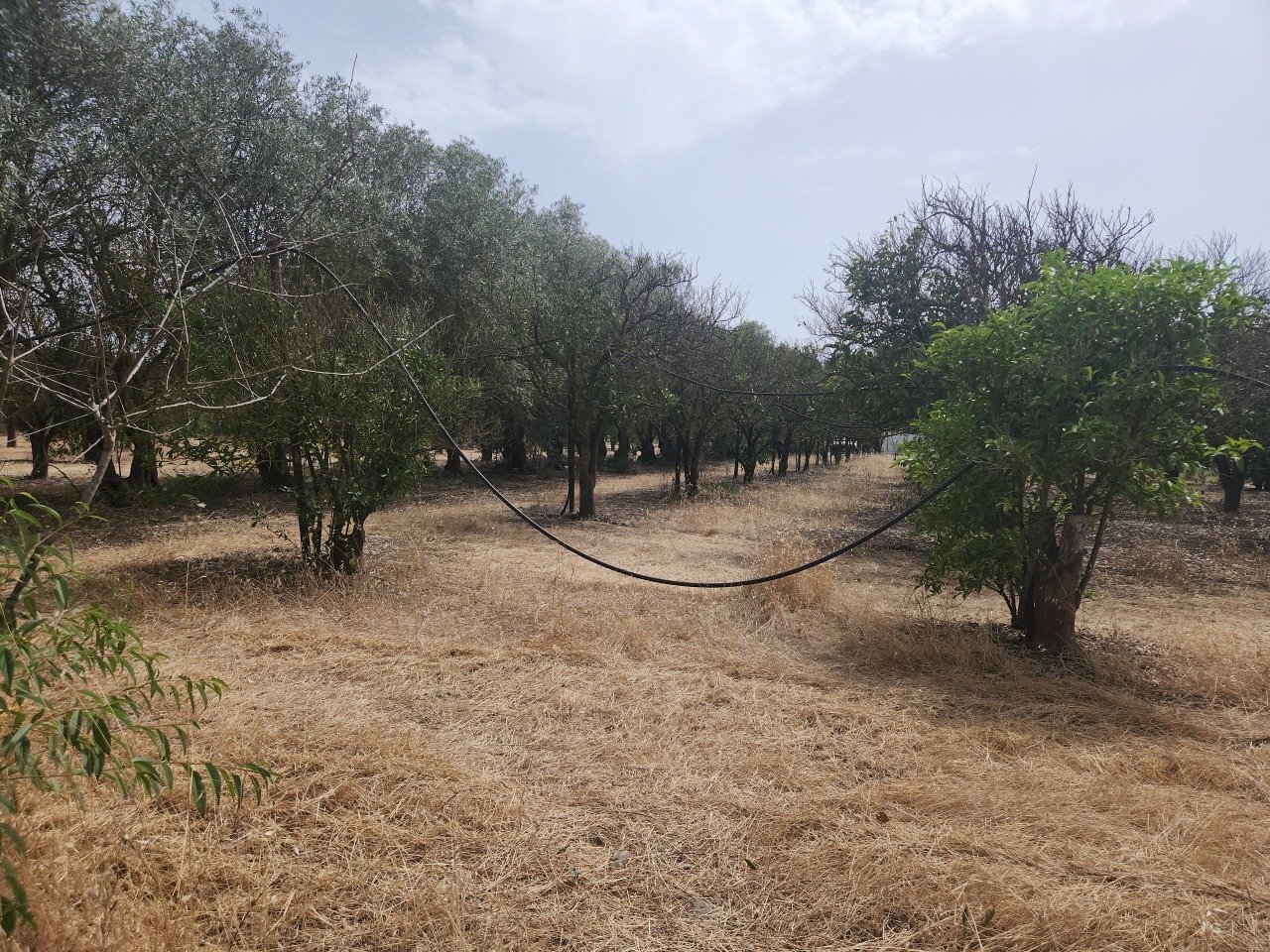1.jpg - Terreno agricolo San Sperate - foto 1