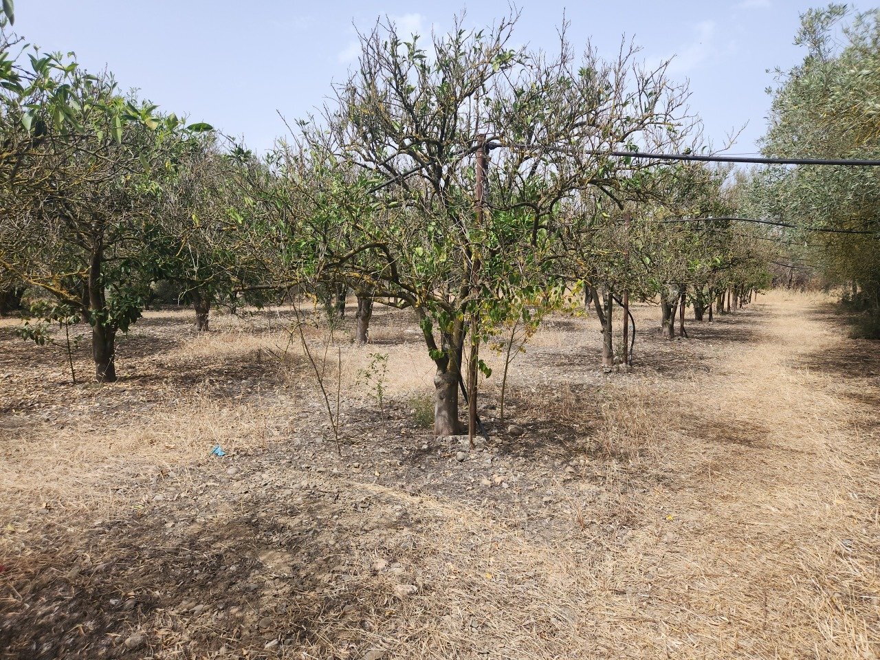 2.jpg - Terreno agricolo San Sperate - foto 2