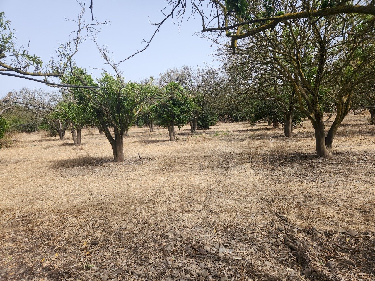 3.jpg - Terreno agricolo San Sperate - foto 3