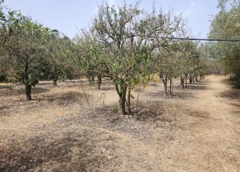 2.jpg - Terreno agricolo San Sperate - foto 2