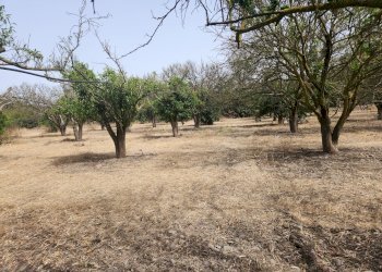 3.jpg - Terreno agricolo San Sperate - foto 3