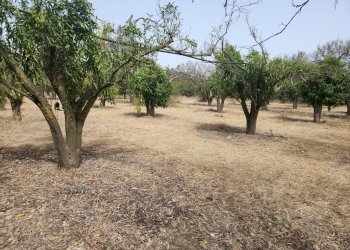 4.jpg - Terreno agricolo San Sperate - foto 4