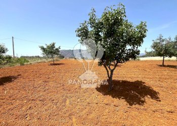 Terreno agricolo Contrada Vallone del Lupo, Alcamo - foto 5