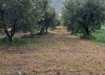 11 COLONNELLA - TERRENO CON VISTA PANORAMICA.jpg - Terreno edificabile Colonnella - foto 12