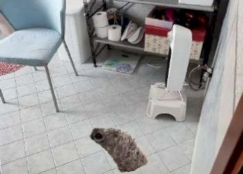 1592385_c_documento_con_foto-21 - Copia - Copia.jp - Casa indipendente via maggiore 13, Ospedaletto Euganeo - foto 22