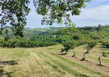 FOTO 1.jpg - Azienda agricola via Garibaldi, Roncofreddo - foto 1