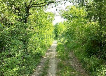 FOTO 2.jpg - Azienda agricola via Garibaldi, Roncofreddo - foto 2