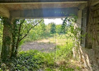 FOTO 10.jpg - Azienda agricola via Garibaldi, Roncofreddo - foto 10