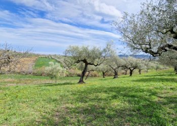 Casa indipendente Pianella - foto 9