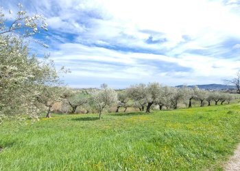 Casa indipendente Pianella - foto 10