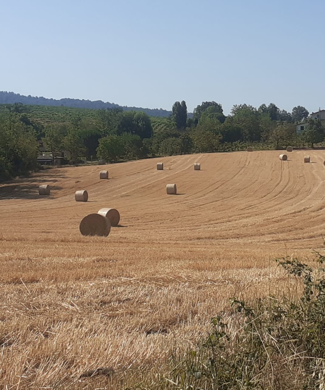 Terreno residenziale Casteggio - foto 3