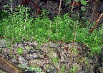 DSCN1576.JPG - Porzione di casa magrania, Albisola Superiore - foto 19