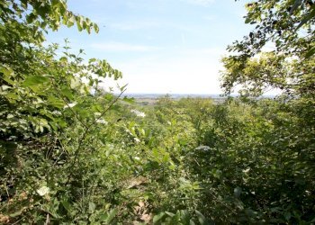 IMG_4229.JPG - Agricultural land Via Castellaro, Castegnero - photo 6