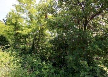 IMG_4232.JPG - Agricultural land Via Castellaro, Castegnero - photo 7