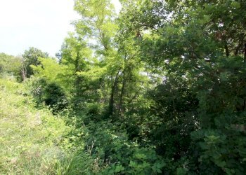 IMG_4233.JPG - Agricultural land Via Castellaro, Castegnero - photo 8