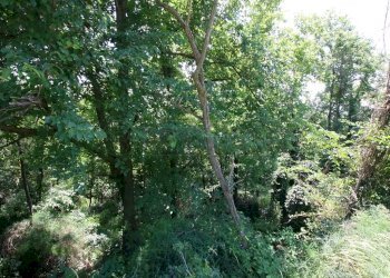 IMG_4235.JPG - Agricultural land Via Castellaro, Castegnero - photo 9