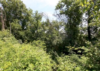 IMG_4234.JPG - Agricultural land Via Castellaro, Castegnero - photo 10