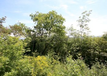 IMG_4227.JPG - Agricultural land Via Castellaro, Castegnero - photo 11