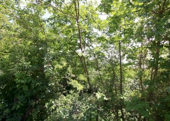 IMG_4230.JPG - Agricultural land Via Castellaro, Castegnero - photo 12