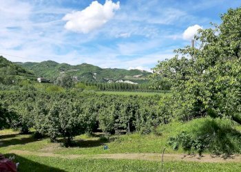 Terreno - Rustico Regione Goretta, Cessole - foto 5