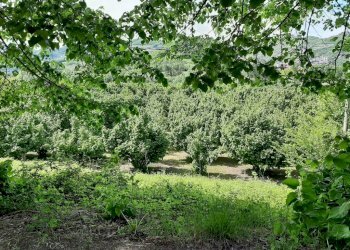 Terreno - Rustico Regione Goretta, Cessole - foto 25