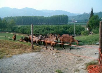 Pascolo - Rustico Regione Goretta, Cessole - foto 26
