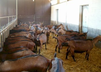 Allevamento - Rustico Regione Goretta, Cessole - foto 28