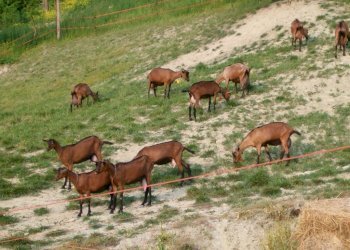 Allevamento - Rustico Regione Goretta, Cessole - foto 30