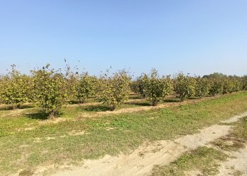 Cascina Frazione San Grato, Piozzo - foto 22