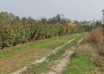 Cascina Frazione San Grato, Piozzo - foto 23