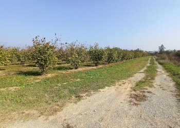 Cascina Frazione San Grato, Piozzo - foto 24