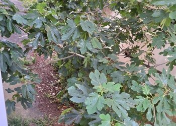 Casa indipendente Ravenna (zona Centro Storico) - foto 22