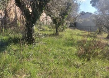 IMG-20230328-WA0057.jpg - Terreno edificabile località san biagio, Cantalupo in Sabina - foto 9