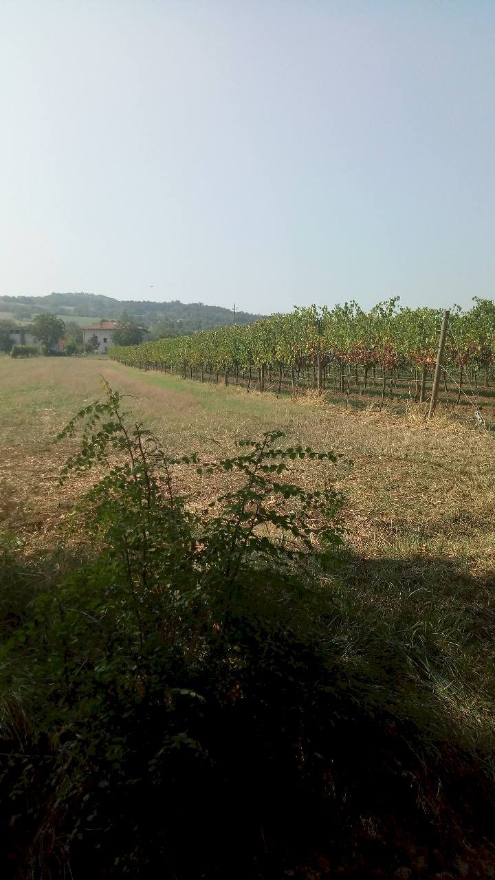 Terreno agricolo Albinea - foto 3