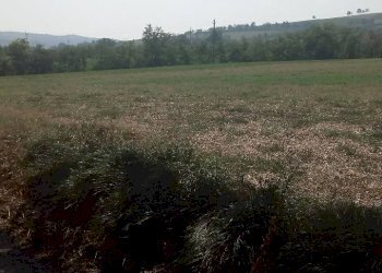 Terreno agricolo Albinea - foto 2