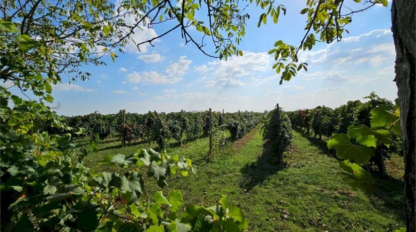 Farm Soliera - photo 2