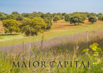 Terreno agricolo Località Cuccuros, Oschiri - foto 28