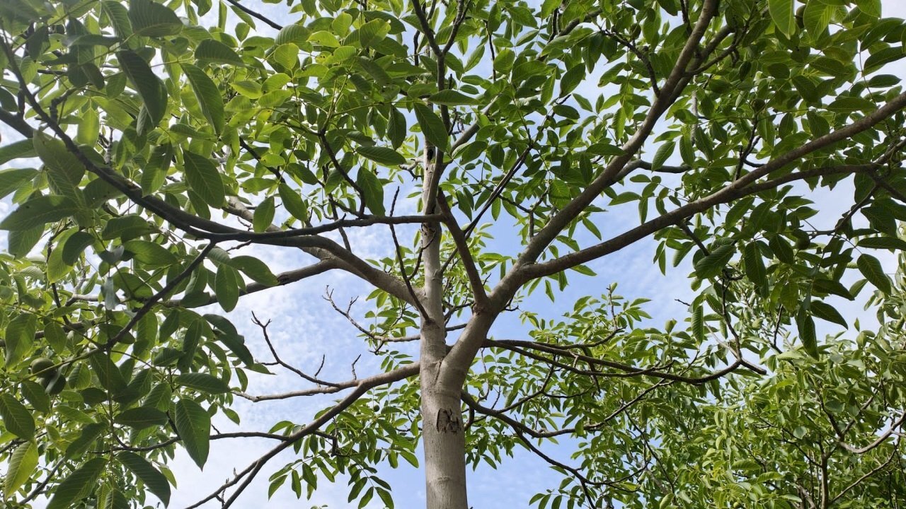 terreno con noceto - Terreno agricolo Strada Provinciale 14 5, Noto - foto 1