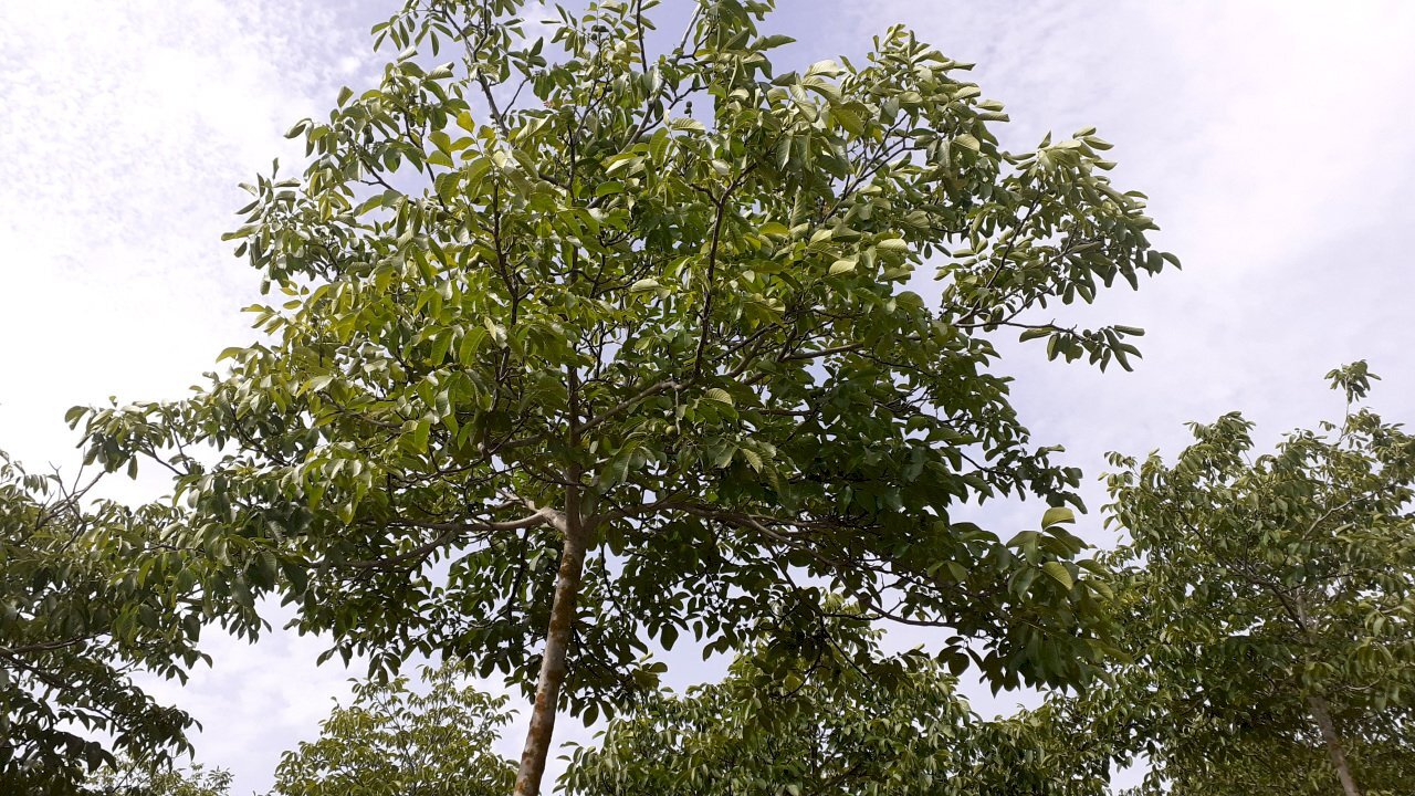 terreno con noceto - Terreno agricolo Strada Provinciale 14 5, Noto - foto 3